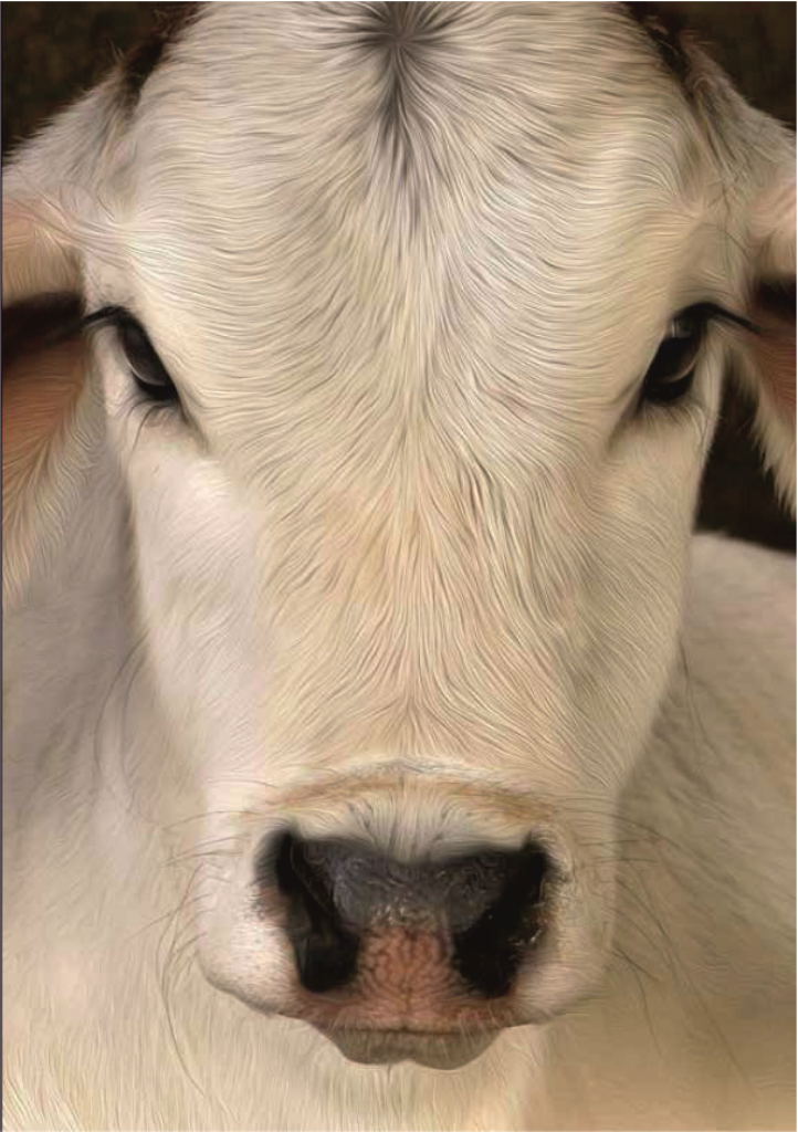 cow